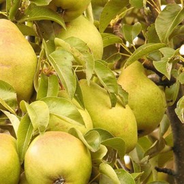 Poirier highland - pot de 10l