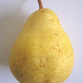 Poirier bon chretien william - pot de 10l