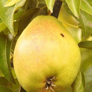 Poirier bon chretien william - pot de 10l