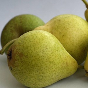 Poirier bon chretien william - pot de 10l