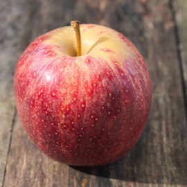 Pommier akane - pot de 10l