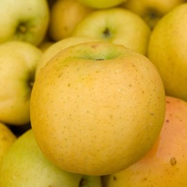 Pommier belchard - pot de 10l