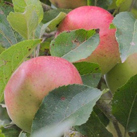 Pommier calville rouge - pot de 10l