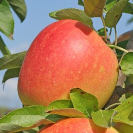 Pommier cox's orange - pot de 10l