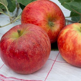 Pommier elstar - pot de 10l