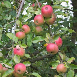 Pommier grand alexandre - pot de 10l