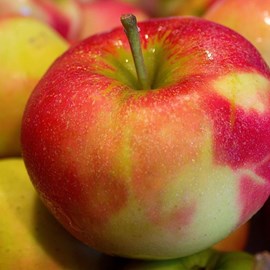 Pommier idared - pot de 10l