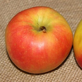 Pommier jonagold - pot de 10l