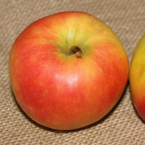 Pommier jonagold - pot de 10l