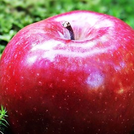 Pommier melrose - pot de 10l