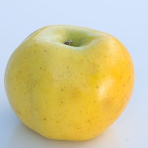 Pommier reinette clochard - pot de 10l