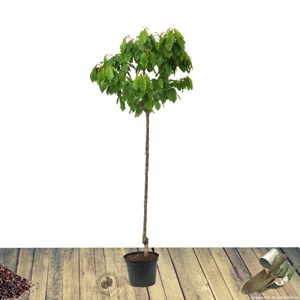 Pommier reinette clochard - pot de 10l