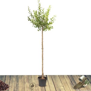 Pommier reinette clochard - pot de 10l