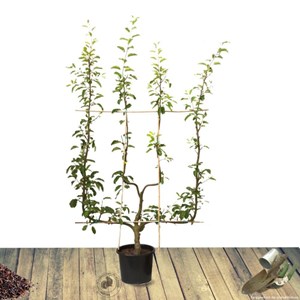 Pommier reinette clochard - pot de 10l