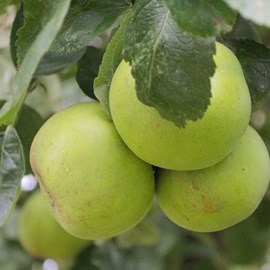 Pommier reinette du mans - pot de 10l