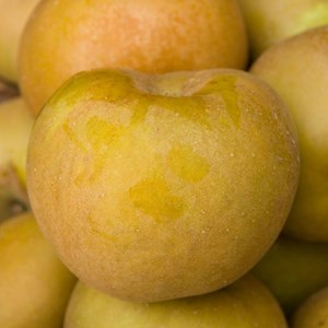 Pommier reinette grise du canada - pot de 12l