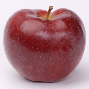 Pommier starking - pot de 10l