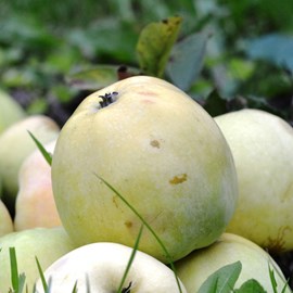 Pommier transparente de croncels - pot de 10l