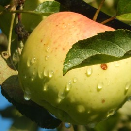 Pommier winter banana - pot de 10l