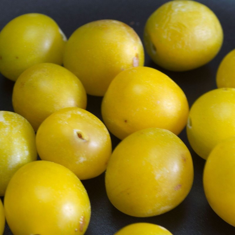 Prunier mirabelle de nancy - pot de 10l