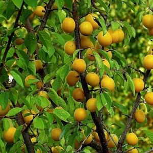 Prunier mirabelle de nancy - pot de 10l