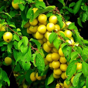 Prunier mirabelle de nancy - pot de 10l