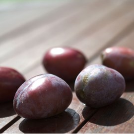 Prunier ente - pot de 10l