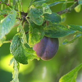 Prunier  quetsche d'alsace - pot de 10l