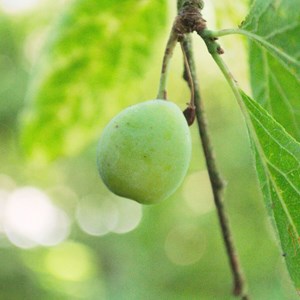 Prunier reine claude d'oullins - pot de 10l