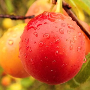 Prunier sainte catherine - pot de 10l