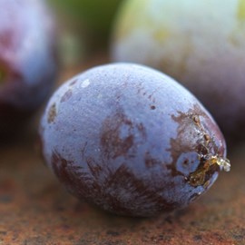 Prunier stanley - pot de 10l