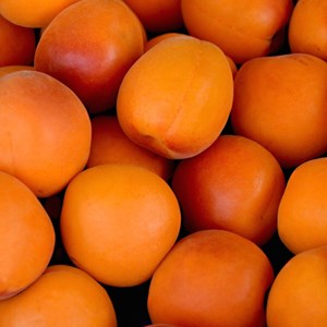 Abricotier bergeron - pot de 10l