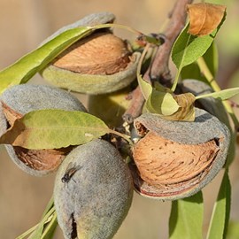 Amandier ferragnes - pot de 10l