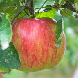 Pommier rubinette® - pot de 10l