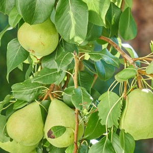 Poirier nain garden pearl® 'pyvert' - pot de 5.7l