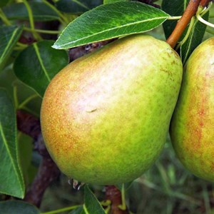 Poirier nain garden pearl® 'pyvert' - pot de 5.7l