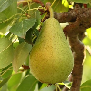 Poirier nain garden pearl® 'pyvert' - pot de 5.7l