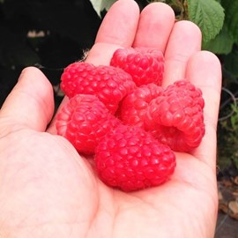 Framboisier versailles® - pot de 3l