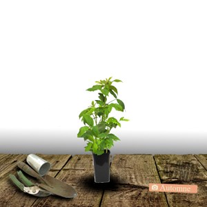 Framboisier versailles® - pot de 1.5l