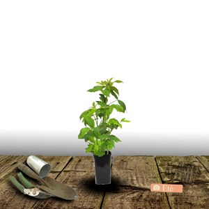 Framboisier versailles® - pot de 1.5l