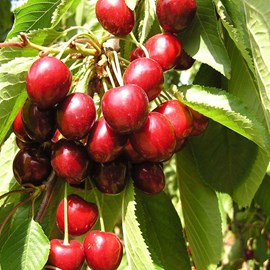 Cerisier bigarreau geant d'hedelfingen - pot de 10l