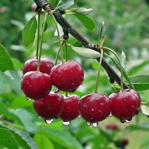 Cerisier bigarreau geant d'hedelfingen - pot de 10l