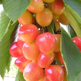 Cerisier bigarreau napoleon - pot de 10l