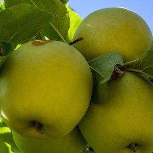 Pommier golden delicious - pot de 10l
