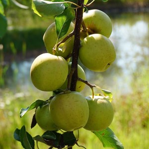 Pommier golden delicious - pot de 10l