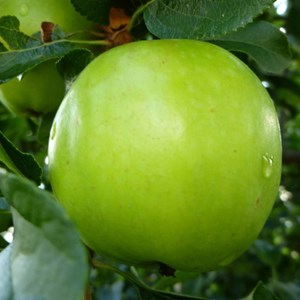 Pommier granny smith - pot de 10l