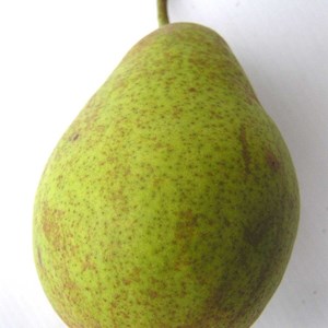 Poirier louise bonne d'avranche - pot de 15l