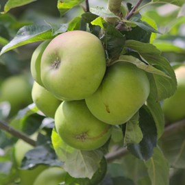 Pommier reinette blanche du canada - pot de 10l