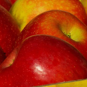 Pommier reine des reinettes - pot de 10l