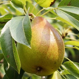 Poirier nain garden gem® - pot de 5.7l